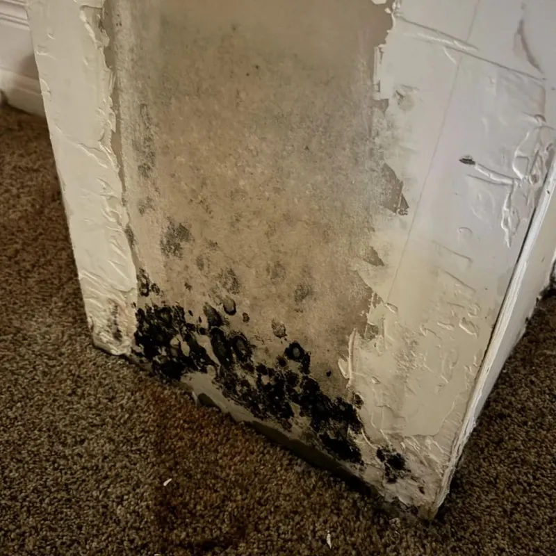 Professional Mold Removal in Amarillo, TX